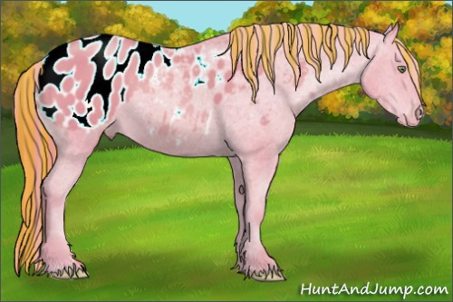 Horse Color:Painted Watercolor Gold Champagne Appaloosa 