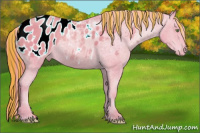 Horse Color:Painted Watercolor Gold Champagne Appaloosa 