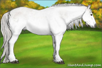 Horse Color:Gray White Spotted Chestnut 