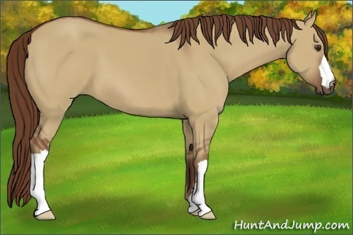 Horse Color:Red Dun 