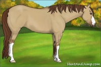 Horse Color:Red Dun 
