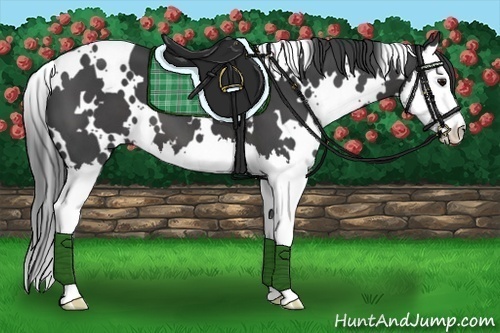 Horse Color:White Spotted Smoky Black Splash 