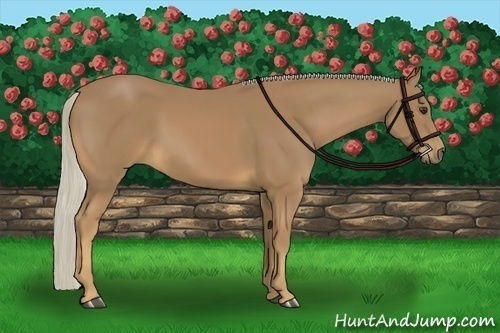 Horse Color:Palomino 