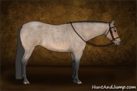 Horse Color:Buckskin Roan 