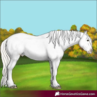 Horse Color:White Spotted Chocolate Silver Bay Onyx Appaloosa 