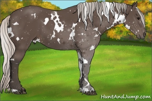 Horse Color:White Spotted Silver Black 