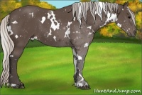 Horse Color:White Spotted Silver Black 
