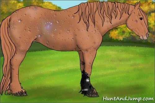 Horse Color:ERROR: UNKNOWN ANOMALY
