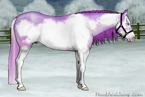 Horse Color:Buckskin Pearl Splash Frame 