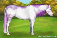 Horse Color:Buckskin Pearl Splash Frame 