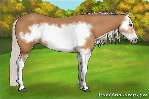 Horse Color:Silver Bay Splash Frame 
