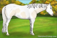 Horse Color:Cremello Splash Tobiano