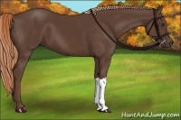 Horse Color:Liver Chestnut 