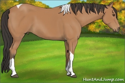 Horse Color:Buckskin Sabino Tobiano Rabicano
