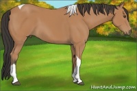 Horse Color:Buckskin Sabino Tobiano Rabicano