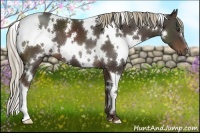 Horse Color:White Spotted Liver Chestnut