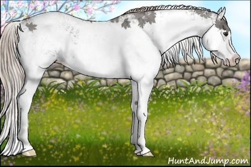 Horse Color:Chocolate Palomino Ice Sabino 