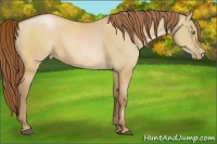 Horse Color:Bay Pearl Dun