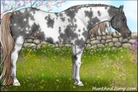 Horse Color:White Spotted Liver Chestnut Ice