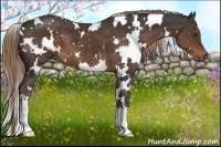 Horse Color:White Spotted Liver Chestnut