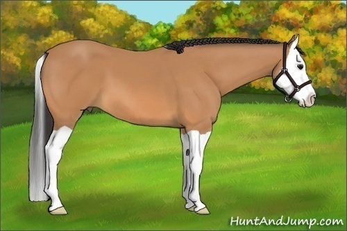 Horse Color:Buckskin Splash 