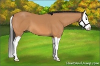 Horse Color:Buckskin Splash 