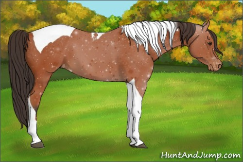 Horse Color:Bay Tobiano Appaloosa