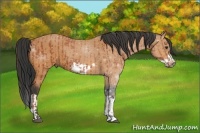 Horse Color:Bay Frame  and Bay Splash Frame 