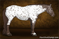 Horse Color:Liver Red Ice Roan Appaloosa 