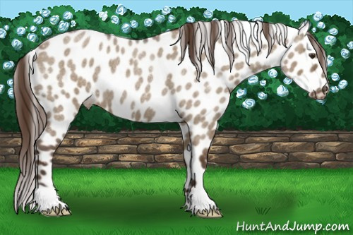 Horse Color:Liver Red Dun Roan Appaloosa