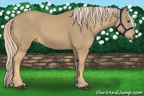 Horse Color:Palomino 