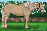 Horse Color:Palomino 