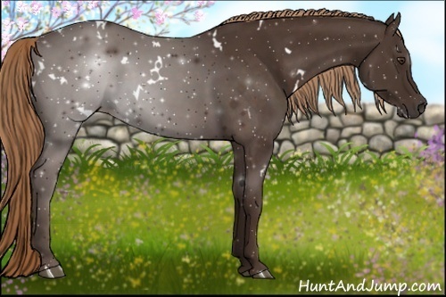 Horse Color:White Spotted Liver Chestnut 