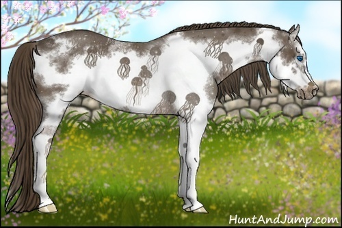 Horse Color:Liver Chestnut Sabino Splash Frame Rabicano 