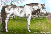 Horse Color:Liver Chestnut Sabino Splash Frame Rabicano