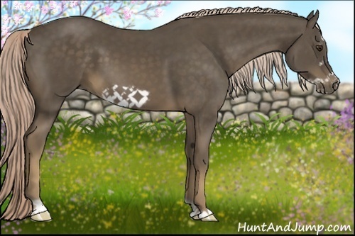 Horse Color:Chocolate Palomino Frame 