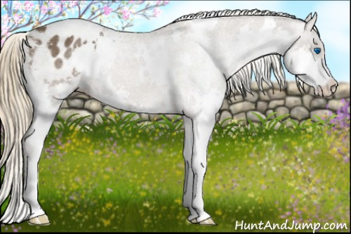 Horse Color:White Spotted Liver Chestnut Splash Appaloosa Rabicano 