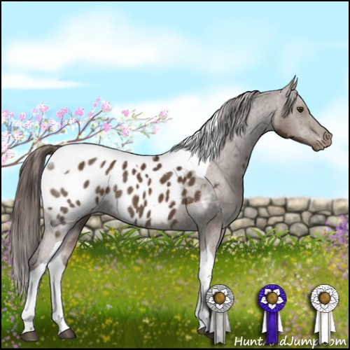 Horse Color:Liver Chestnut Tobiano Appaloosa Rabicano 