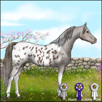 Horse Color:Liver Chestnut Tobiano Appaloosa Rabicano