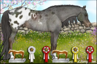 Horse Color:Liver Chestnut Appaloosa Rabicano