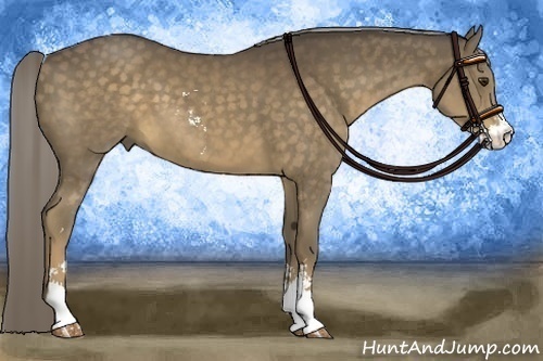 Horse Color:Chocolate Palomino Sabino 