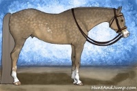 Horse Color:Chocolate Palomino Sabino 