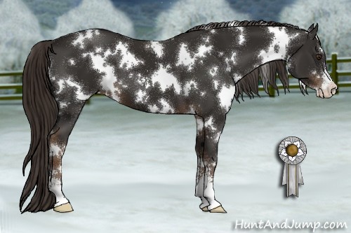 Horse Color:White Spotted Liver Chestnut Sabino 