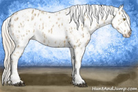 Horse Color:Palomino Appaloosa  and Gold Cream Champagne Appaloosa 