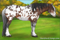 Horse Color:White Spotted Bay Appaloosa 