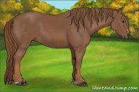 Horse Color:Chestnut Sabino 