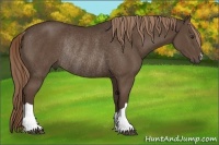 Horse Color:Liver Chestnut Rabicano 