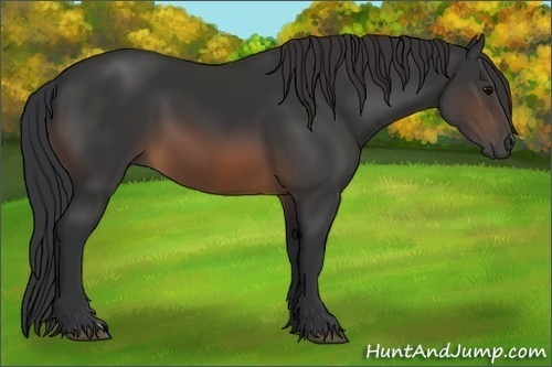 Horse Color:Brown 