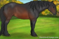 Horse Color:Brown Rabicano 