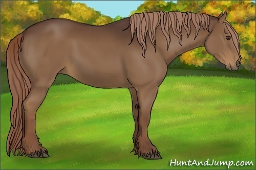 Horse Color:Liver Chestnut 